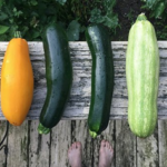 ズッキーニ｜初夏が旬の野菜